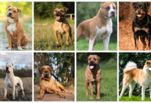 Perros potencialmente peligrosos