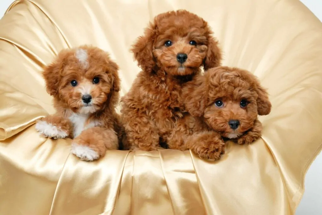 Poodle Toy  - Cuidados del Poodle Toy