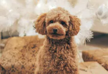 Poodle Toy: Orígenes, características, cuidados y curiosidades