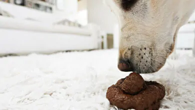 Por qué los perros comen caca