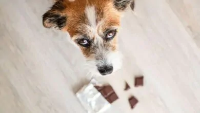 Por qué los perros no pueden comer chocolate