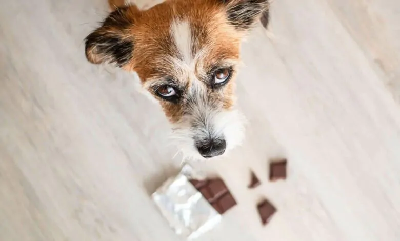 Por qué los perros no pueden comer chocolate