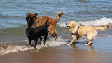 ¿Por qué mi perro tiene miedo al agua?