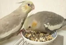 Qué comen las ninfas