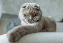 Scottish Fold Características y Curiosidades