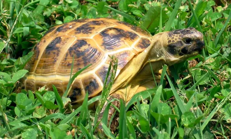 Testudo hermanni: La Tortuga Mediterránea