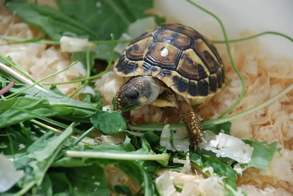 Testudo hermanni La Tortuga Mediterránea - Cuidados en cautiverio