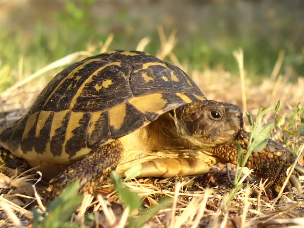 Testudo hermanni La Tortuga Mediterránea - Distribución y hábitat