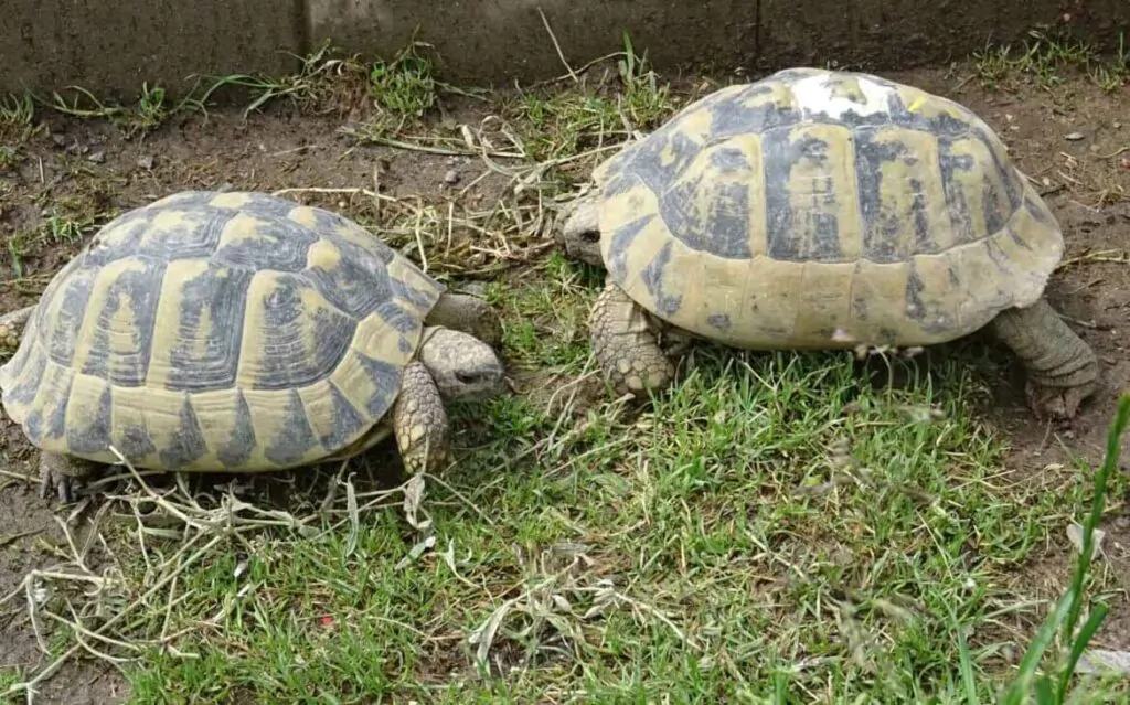 Testudo hermanni La Tortuga Mediterránea - Medidas de conservación