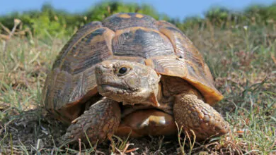 Tipos de Tortugas de Tierra