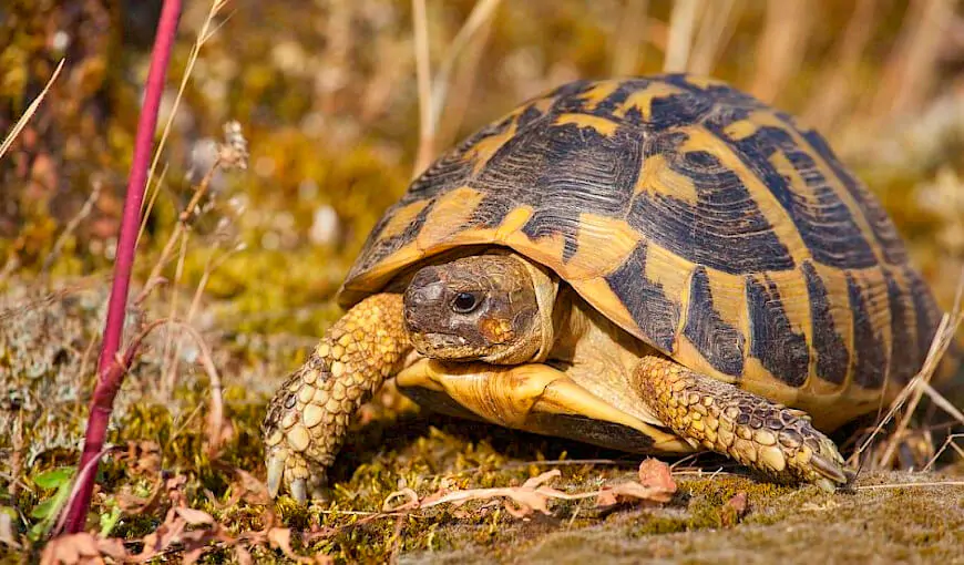 Tipos de Tortugas de Tierra - Tortuga Mediterránea