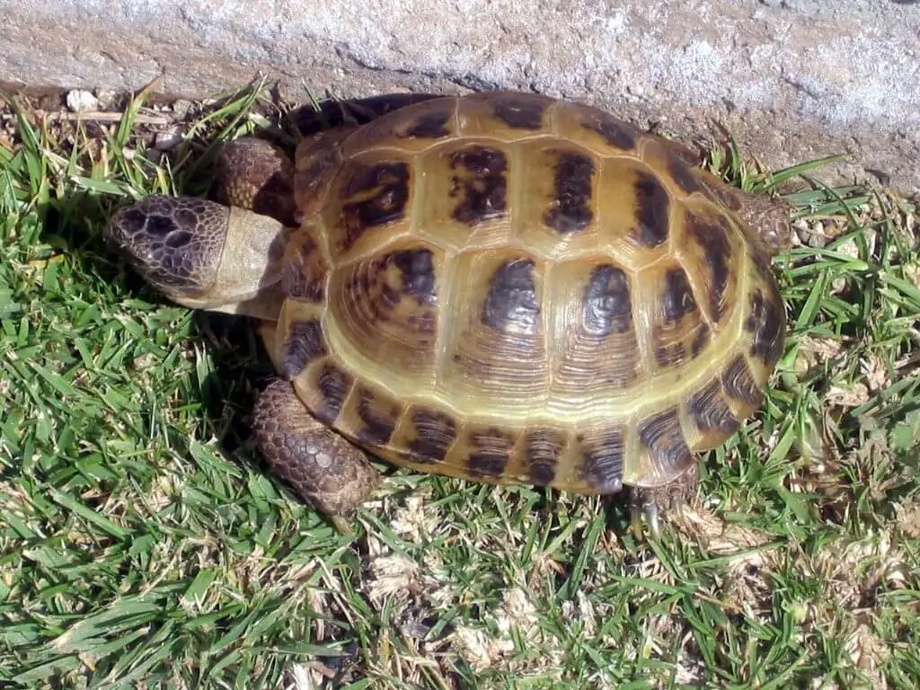 Tipos de Tortugas de Tierra - Tortuga Rusa