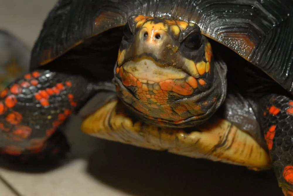 Tipos de Tortugas de Tierra - Tortuga de Patas Rojas