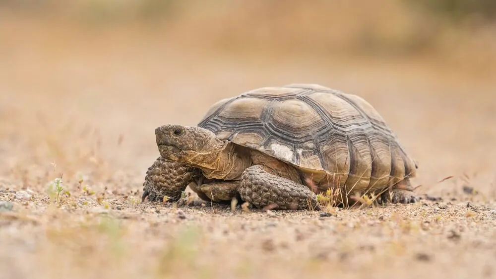 Tipos de Tortugas de Tierra - Tortuga del Desierto