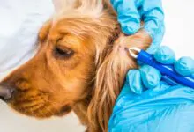 Cómo desparasitar a mi perro