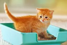 Cómo entrenar a tu gato para usar la caja de arena