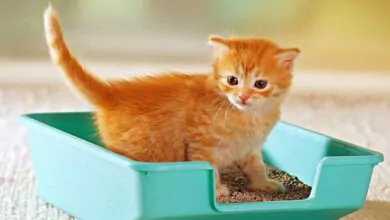 Cómo entrenar a tu gato para usar la caja de arena
