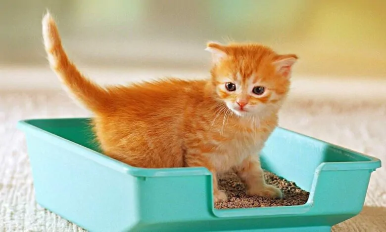 Cómo entrenar a tu gato para usar la caja de arena