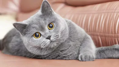 El gato Chartreux: características, origen y cuidados