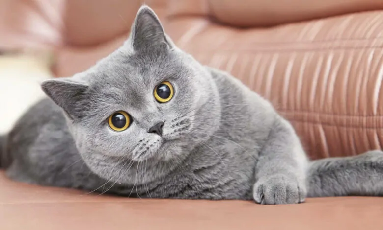 El gato Chartreux: características, origen y cuidados