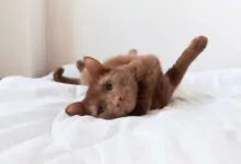 Mi gato se orina en la cama