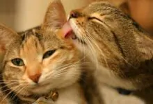 Por qué los gatos se lamen entre ellos