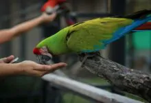 Qué comen los Guacamayos